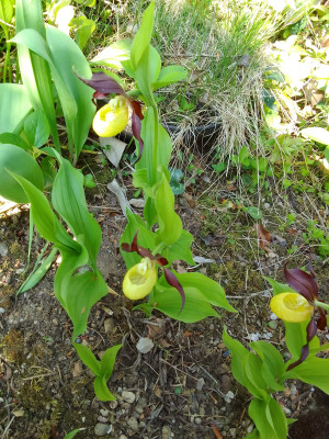 Cypripedium calceolus