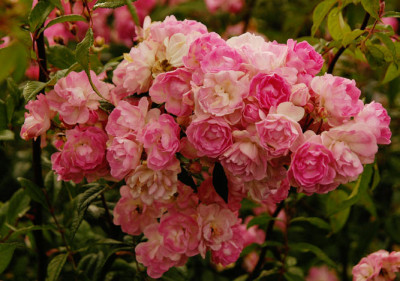 Polyantha-3958.jpg