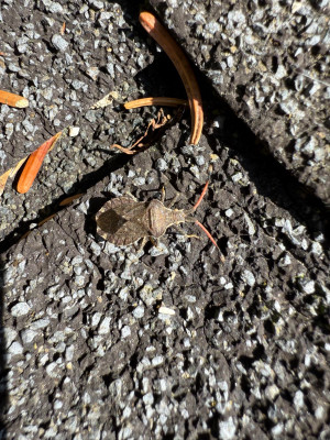 Enoplops scapha