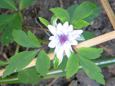 Anemone nemorosa Blue Eyes1.jpg