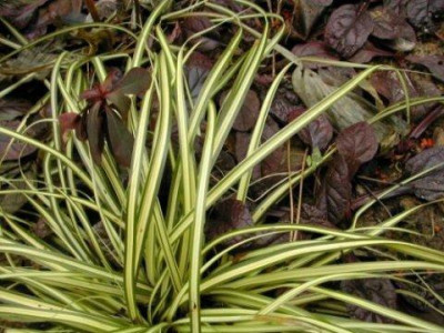 Carex_Ajuga_Kombi1.jpg