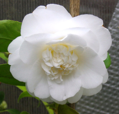 Elegans-Alba-Frage.jpg