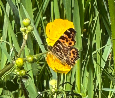 IMG_5434.jpeg