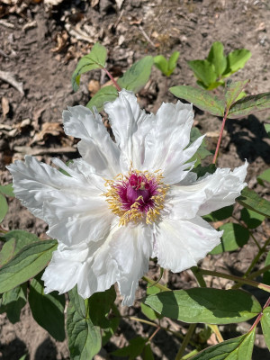 Paeonia ostii April 2025.jpg