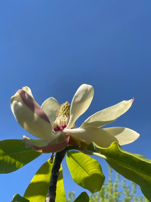 Magnolia tripetala x obovata April 2025.jpg