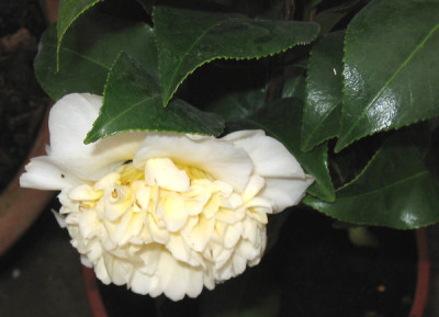 Jurys-Yellow.jpg