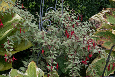 Fuchsie_winterhart0807a.jpg