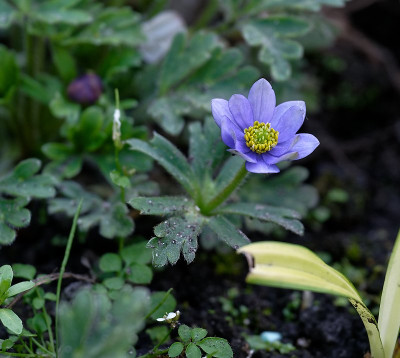DSC_9652_DxO.jpg