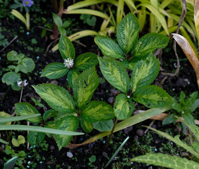 DSC_9654_DxO.jpg
