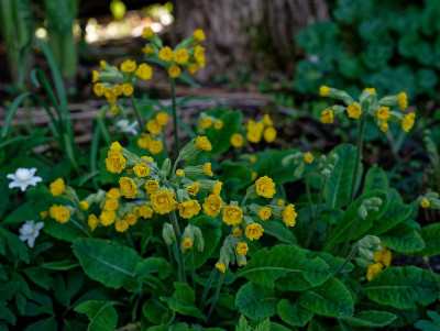 DSC_9656_DxO.jpg