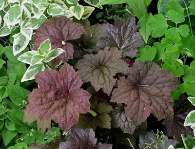 heuchera_vinca_omphalodes.jpg