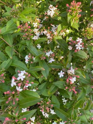 Abelia mosanensis Mai 2025.jpg