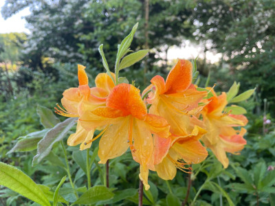 Azalea blattverlierend Mai 2025.jpg