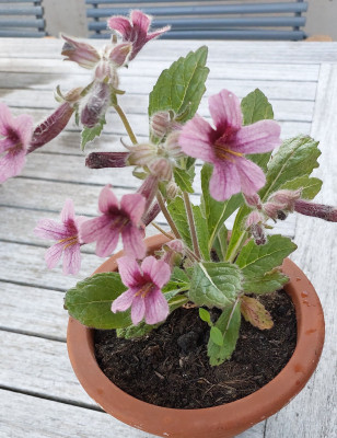 Rehmannia henryii