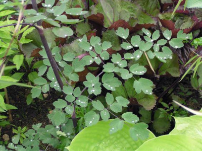 thalictrum_elin_u_hosta_sum_and_substance.jpg
