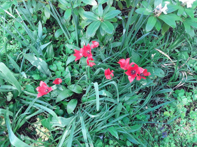 Wildtulpen