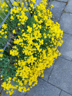 Steinkraut/Alyssum