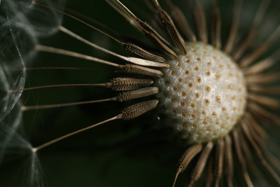 Pusteblume-Offenblende-1.jpg