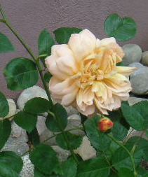 PICT0050-1.JPG