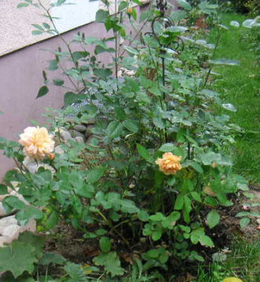 PICT0052.JPG