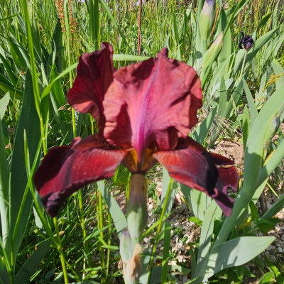 nicht Red Zinger f 20250502_164255.jpg