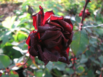 nigrette_20081023.jpg