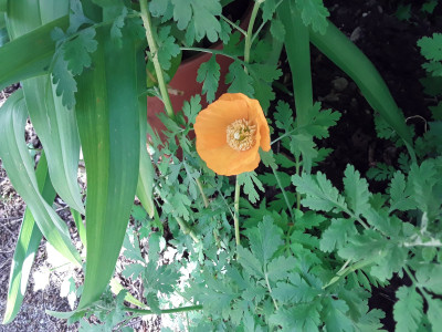 Papaver cambricum