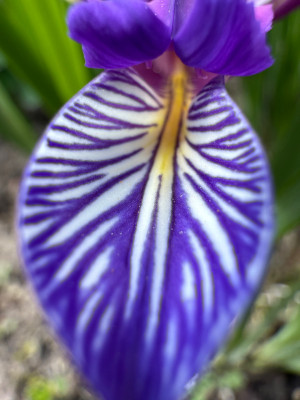 IMG_8657.jpeg