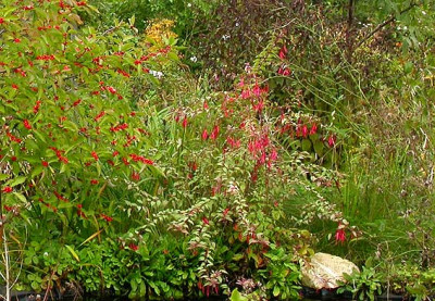 Fuchsia_magellanica_tricolor_September_2007.jpg