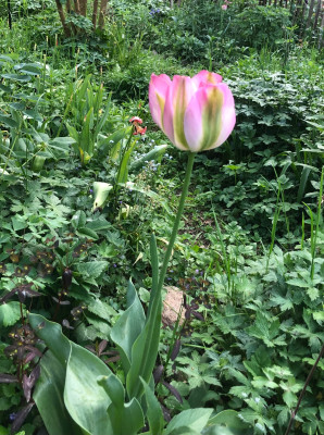 IMG_0089.jpeg