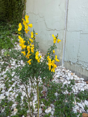 IMG_6385.jpeg
