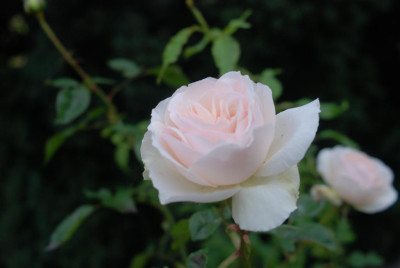 A7037_Large.JPG
