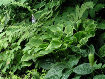 farn_golden_tiara_pulmonaria.jpg