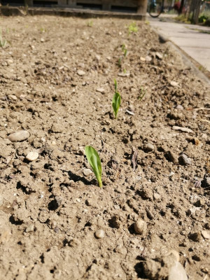 Farblosmais aufgelaufen.jpeg