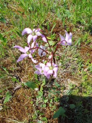 Dodecatheon