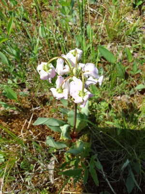Götterblume, WHZ 6b