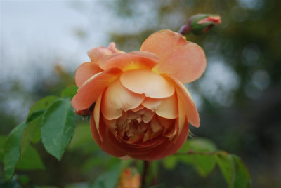 A7042_Large.JPG