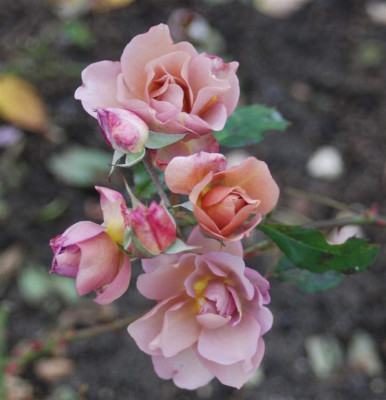 A7045a_Large.JPG