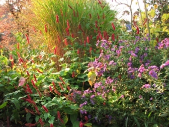 23.10.08_1653_Herbst_mit_Miscanthus_und_Bluten75.JPG