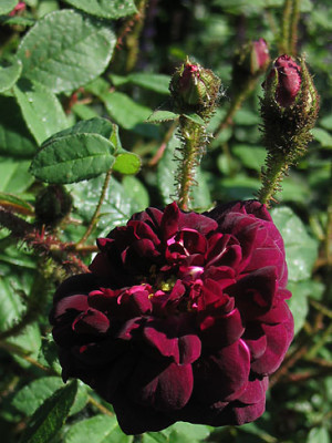 Nuits_de_Young_2004-06-09.jpg