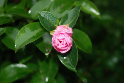 A7048_Large.JPG