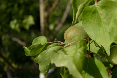 bergeval_frucht_verletzungen.jpg