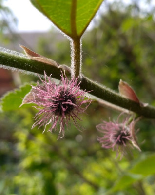 Papiermaulbeere weibliche Blüte.jpg