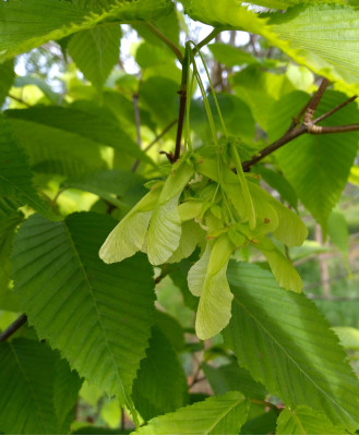 Hainbuchen-Ahorn 4-jährig mit Früchten.jpg