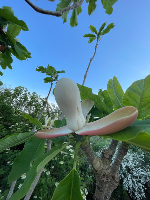 Magnolia officinalis biloba 1 Mai 2025.jpg
