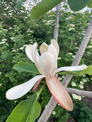 Magnolia officinalis  biloba Mai 2025.jpg