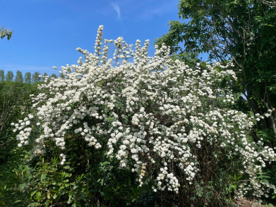 Spirea thunbergii Mai 2025.jpg
