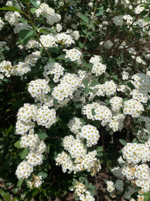 Spirea thunbergii Close Up Mai 2025.jpg