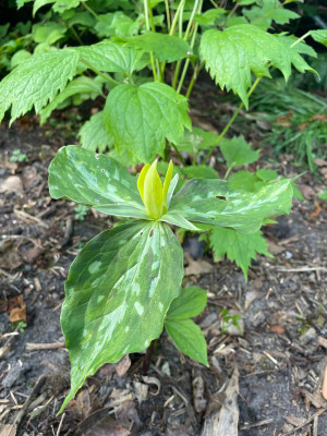 Trillium luteum Mai 2025.jpg