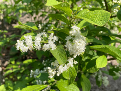 Symplocos paniculata Bluete Mai 2025.jpg